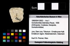 Foto (Objekt + Etikett) von Goniodromites bidentatus (Reuss, 1858)  (NHMW-GEO-1990-0041-2602)